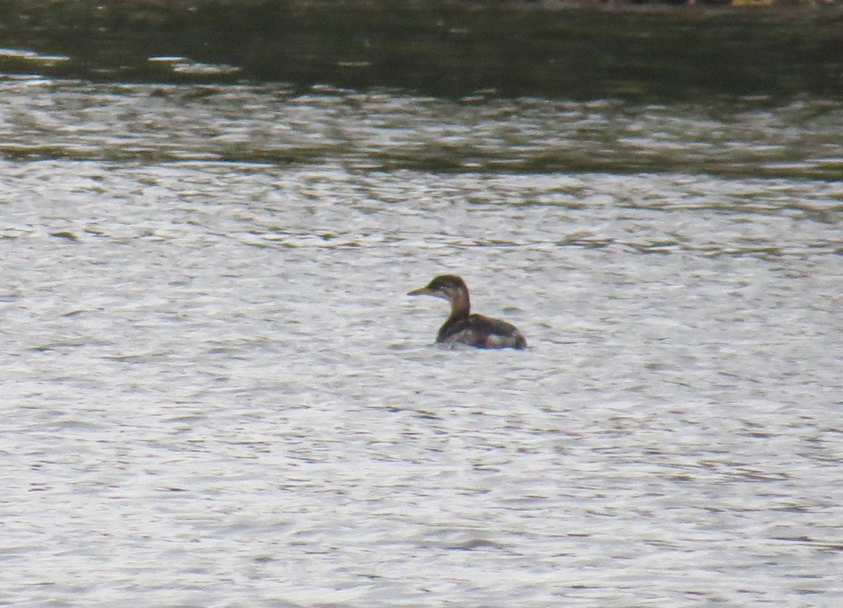 Red-necked Grebe - ML272983231