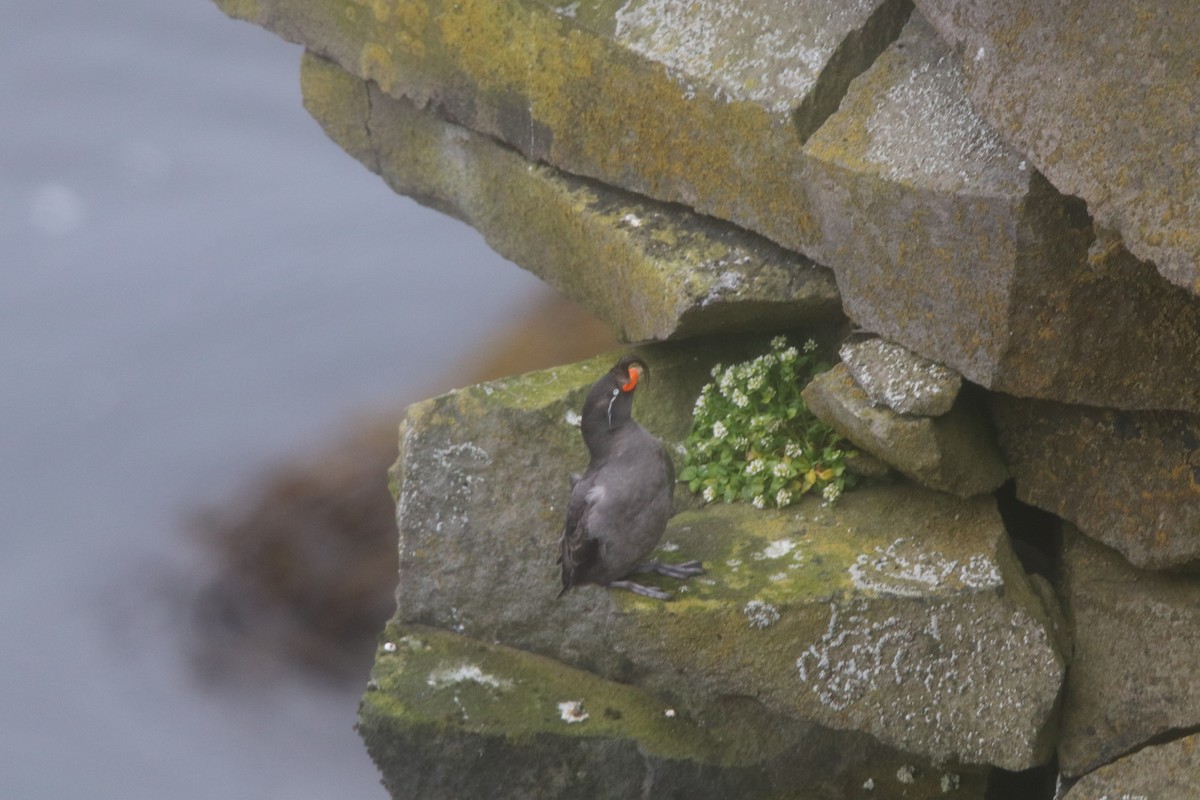 Crested Auklet - ML272985961