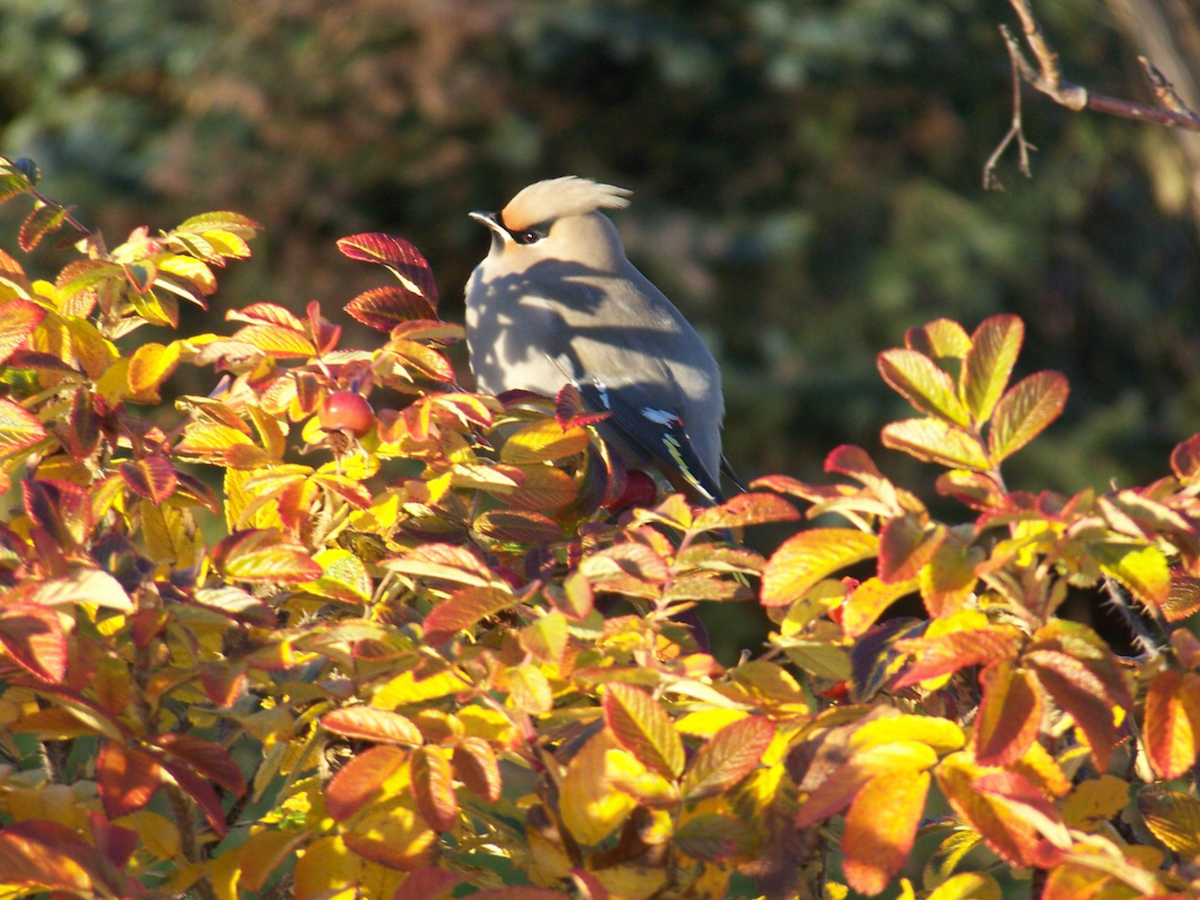 Bohemian Waxwing - ML272986261