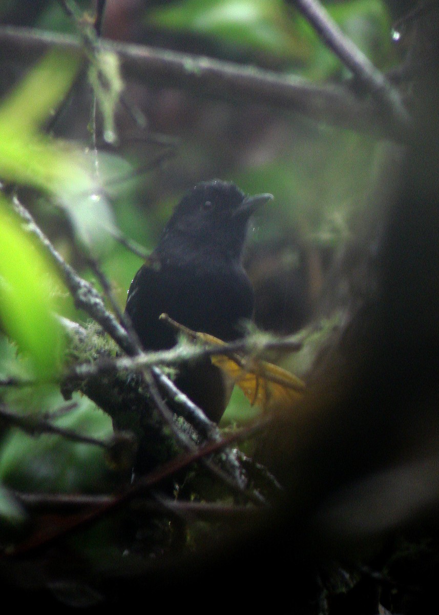 Variable Antshrike - ML272986271