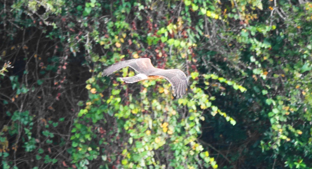 Northern Harrier - ML272987271