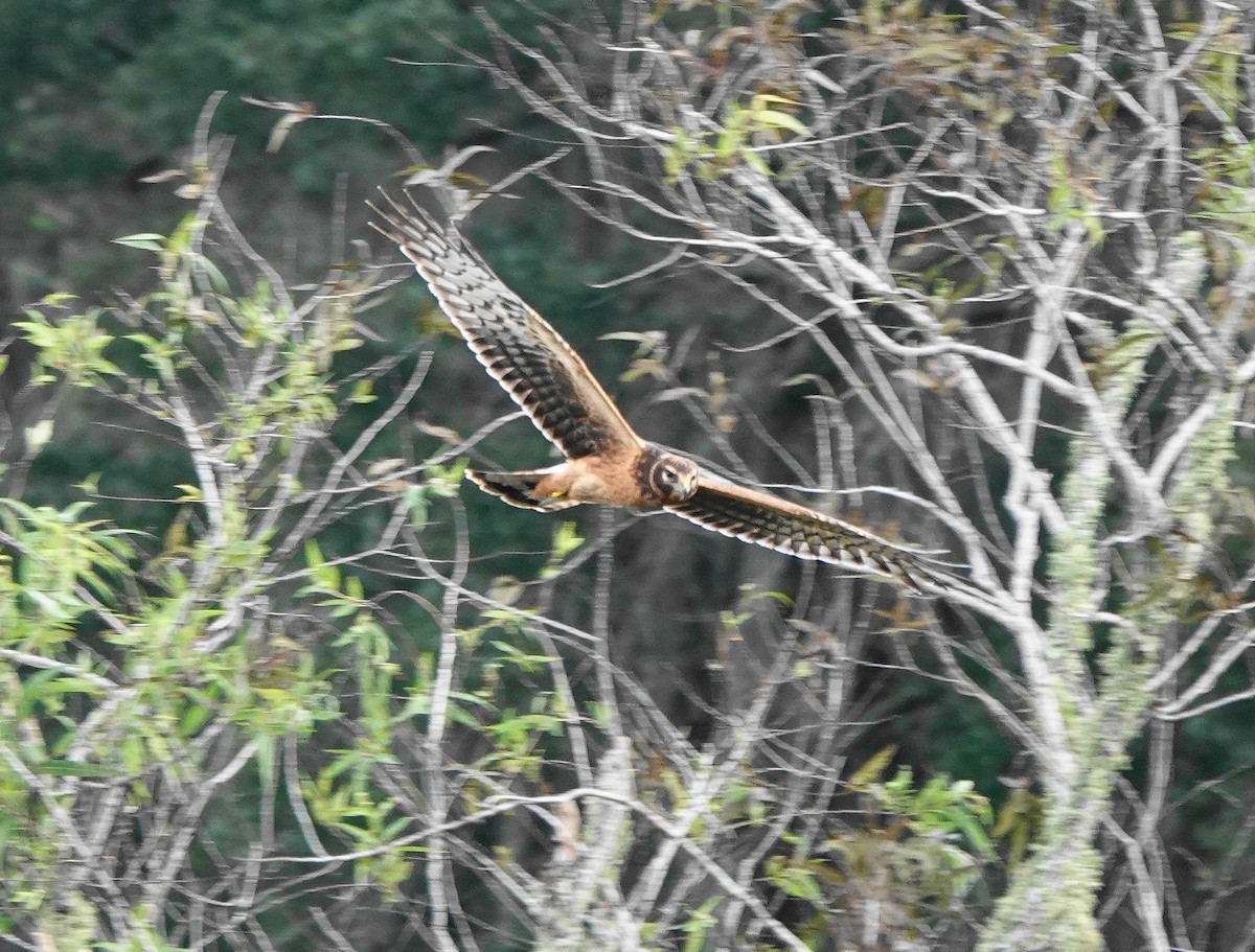 Northern Harrier - ML272987501