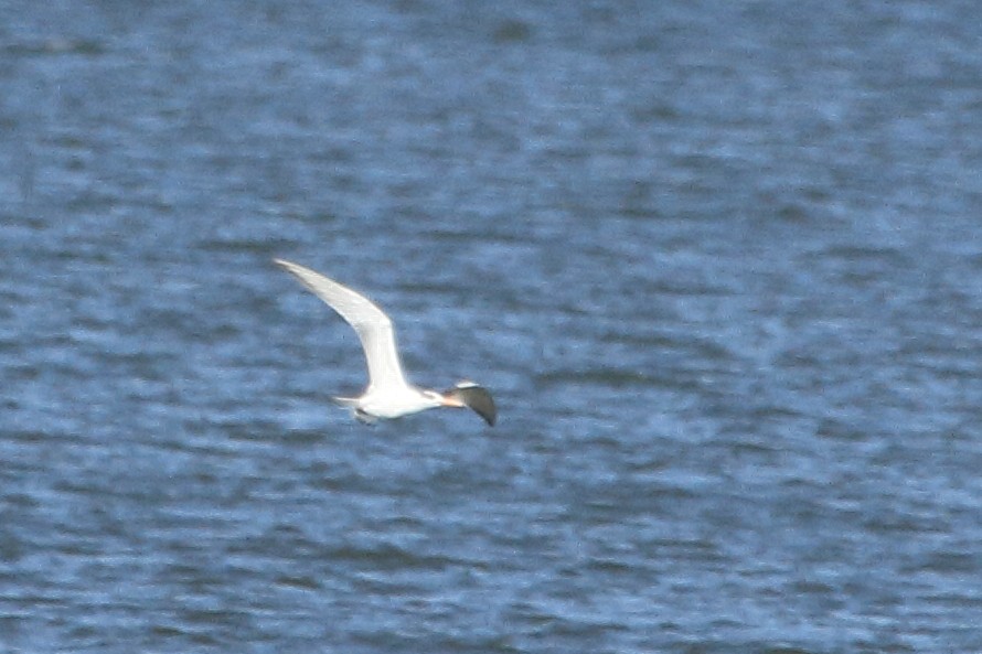 Royal Tern - ML272988471
