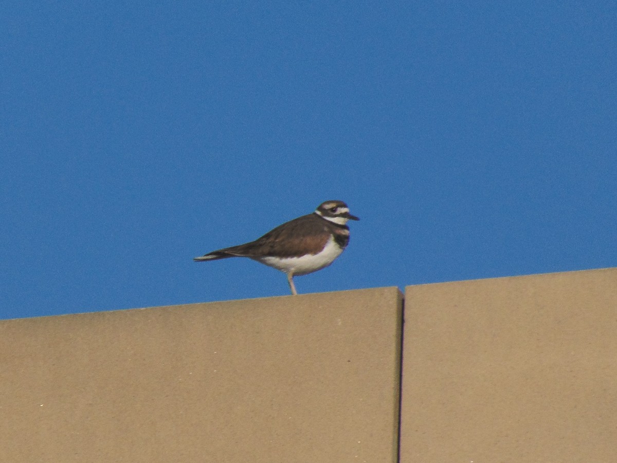 Killdeer - ML272989671