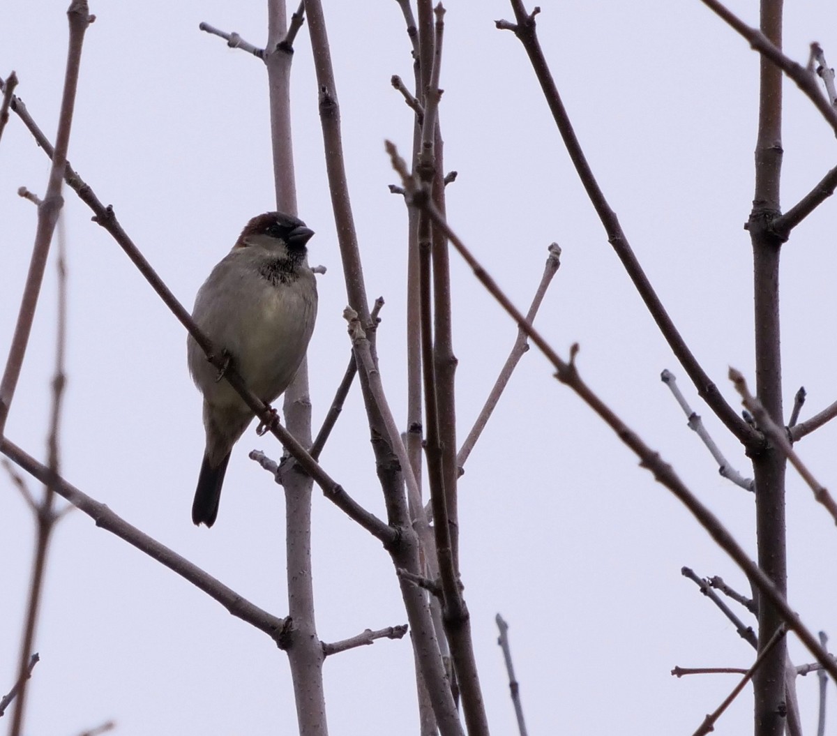 Etxe-txolarrea - ML272990461