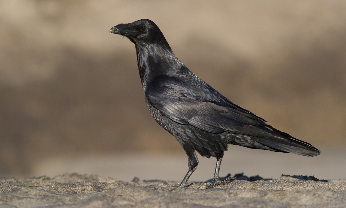 Common Raven - Brian Sullivan