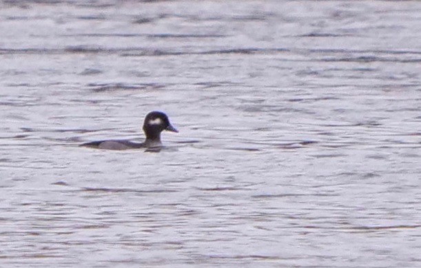 Bufflehead - ML272990701