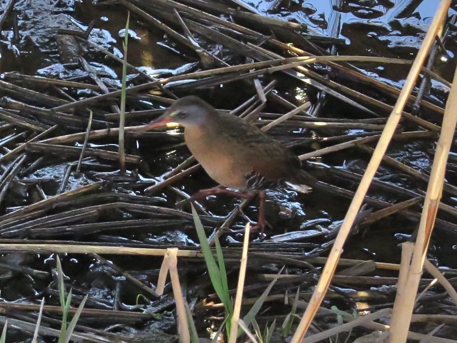 Virginia Rail - ML27299141