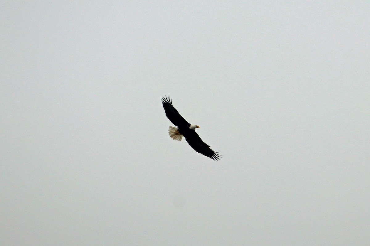 Bald Eagle - Charlie Keller