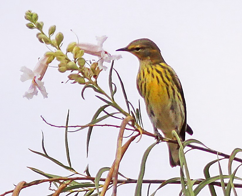 Cape May Warbler - ML272992901