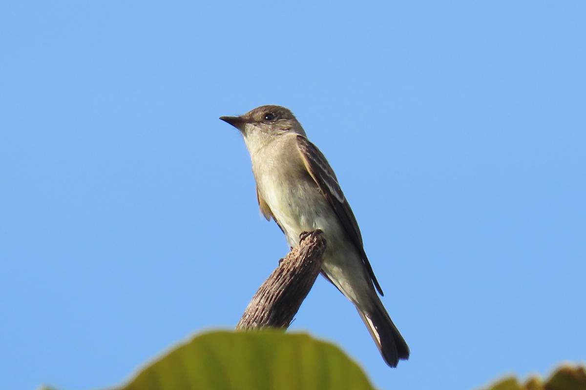 Eastern Wood-Pewee - ML272993831