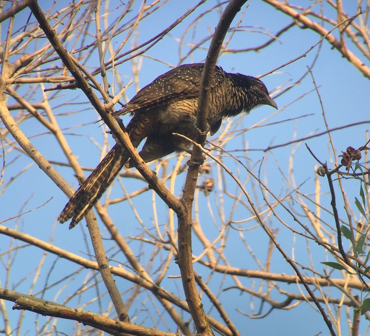 Asian Koel - Martin Kennewell