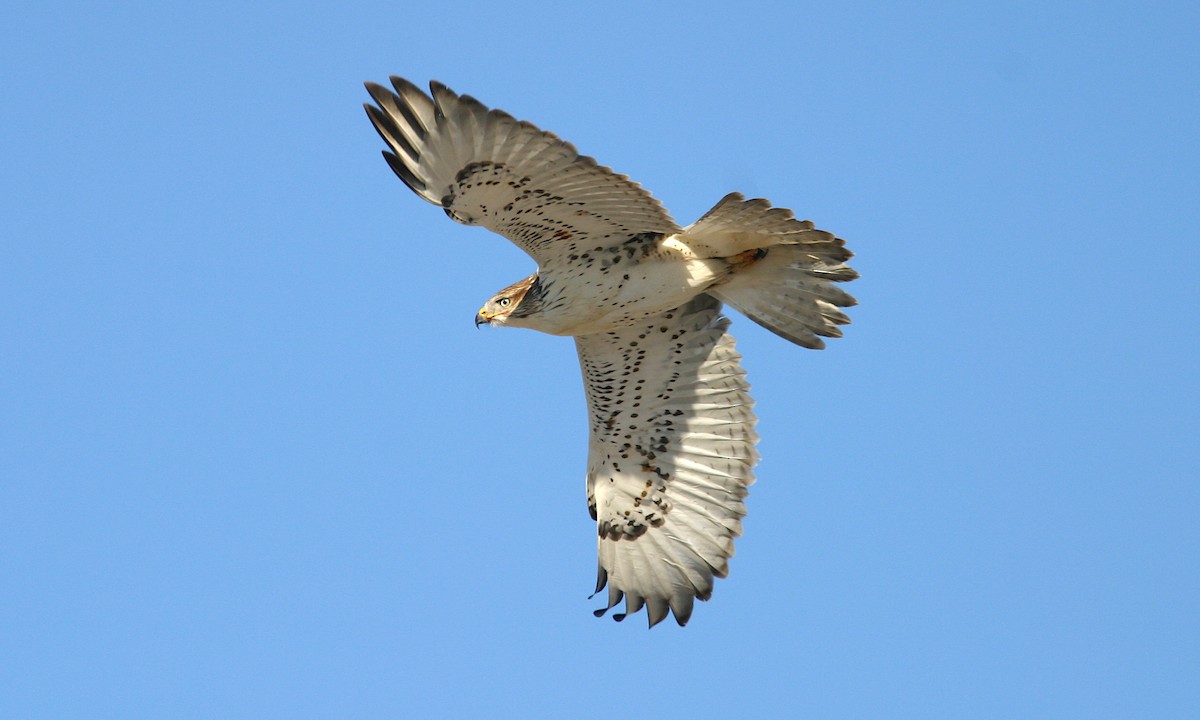 Ferruginous Hawk - Jerry Liguori