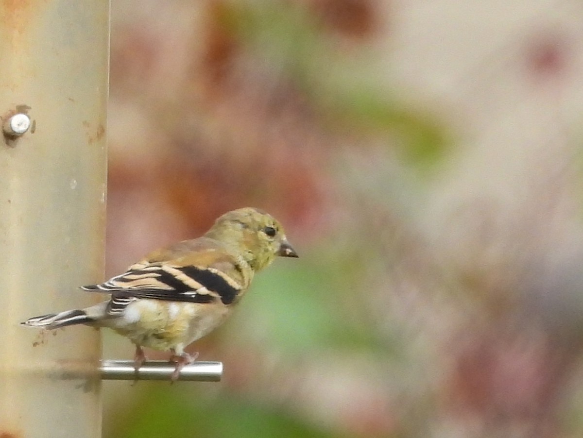 American Goldfinch - ML272995741