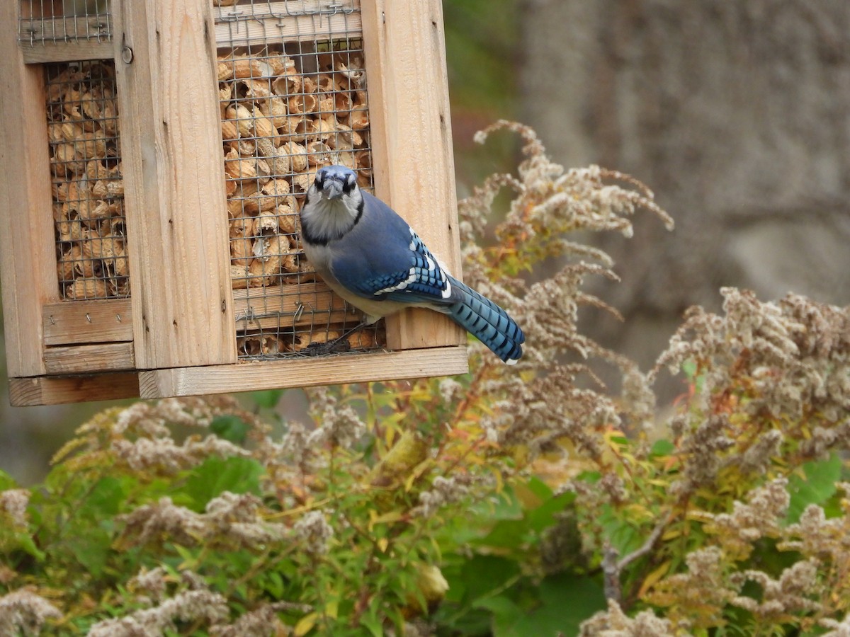 Blue Jay - George Koppel