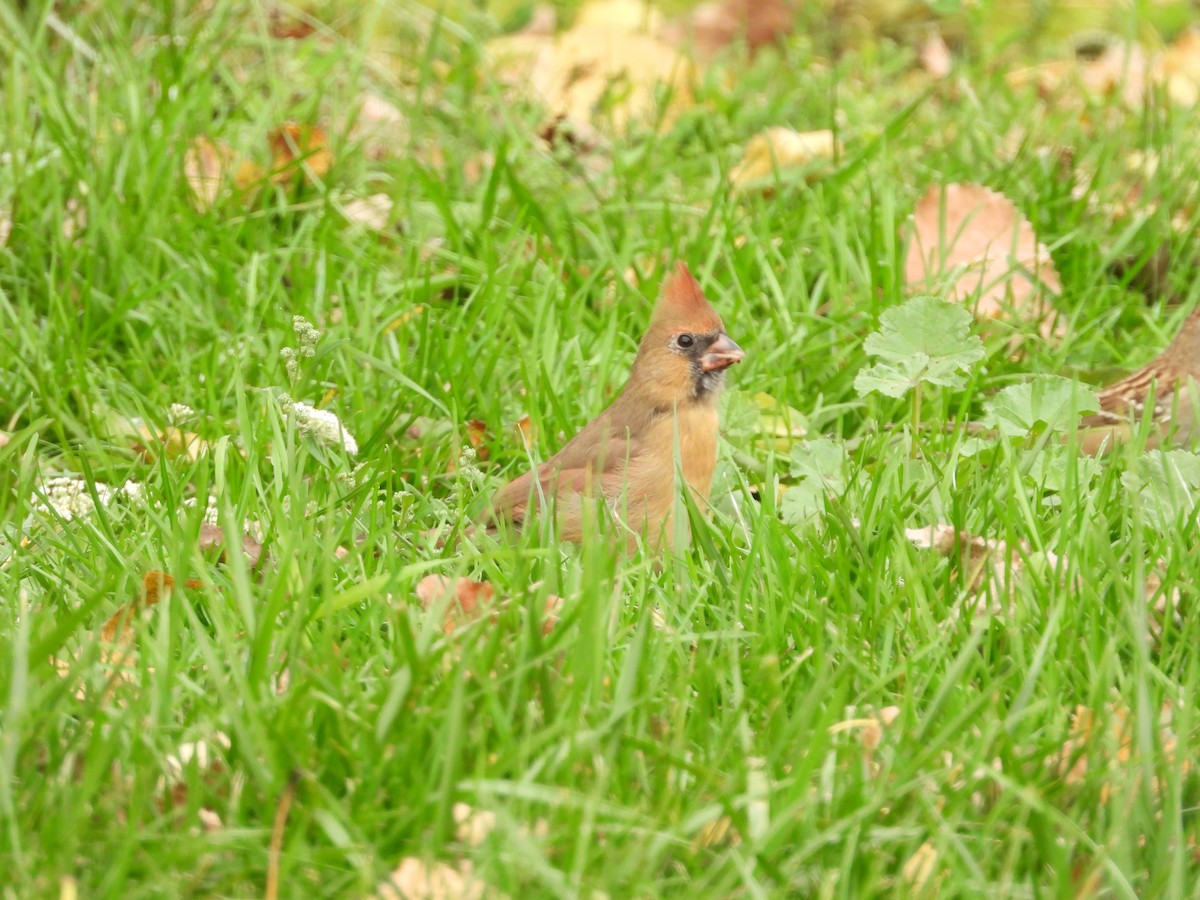 Northern Cardinal - ML272996061