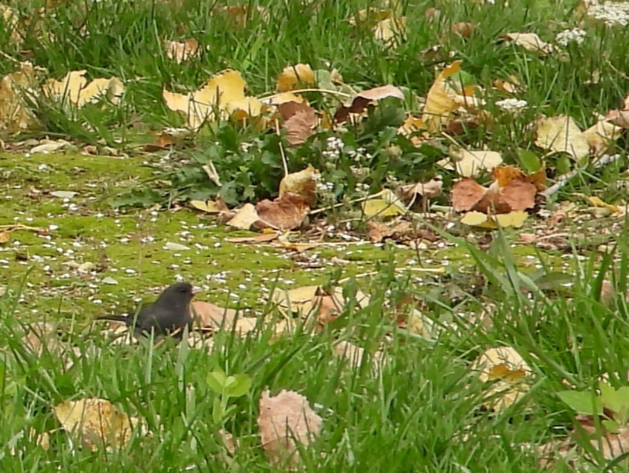 Junco ardoisé (hyemalis/carolinensis) - ML272996151