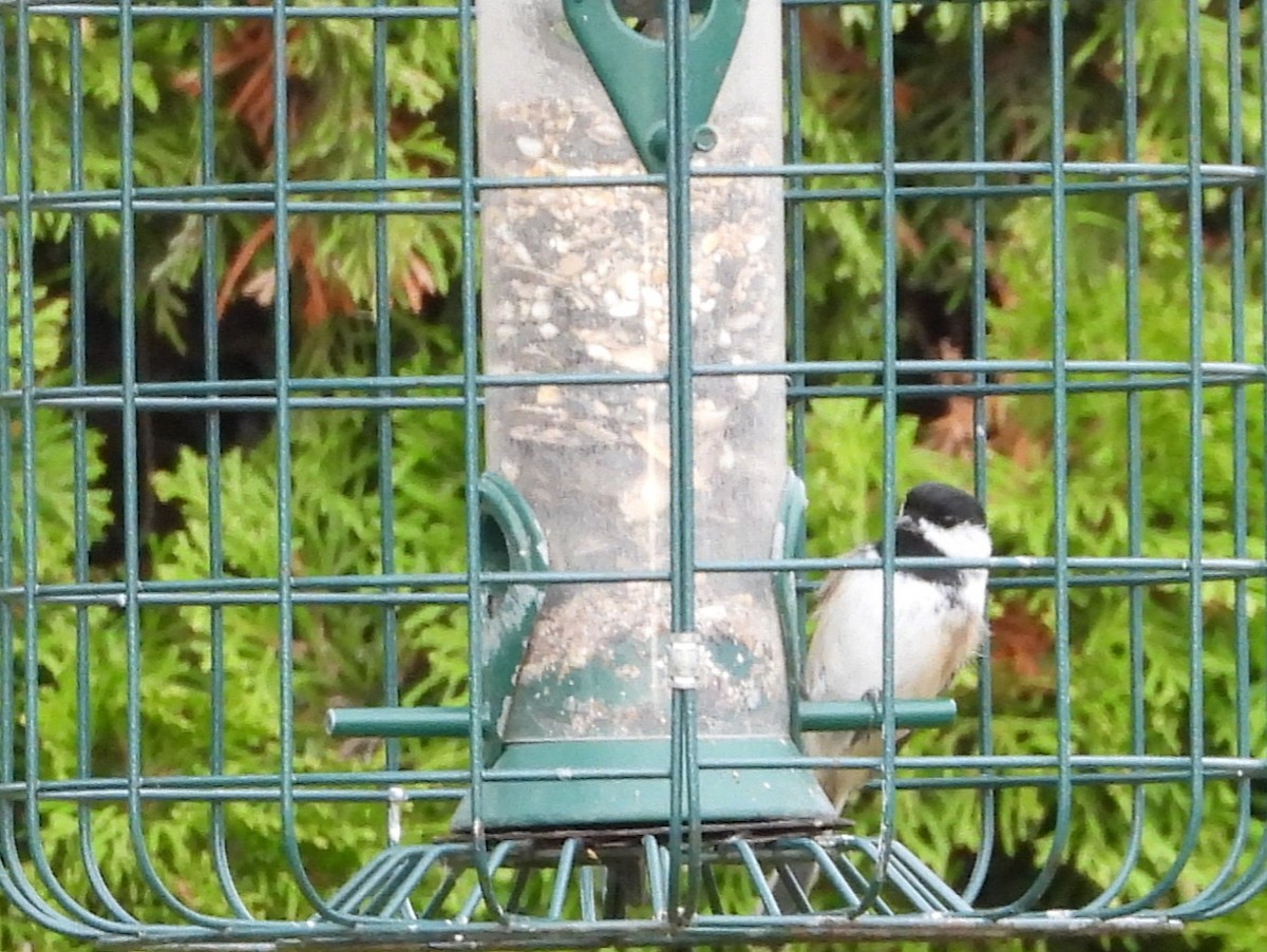 Black-capped Chickadee - ML272996981