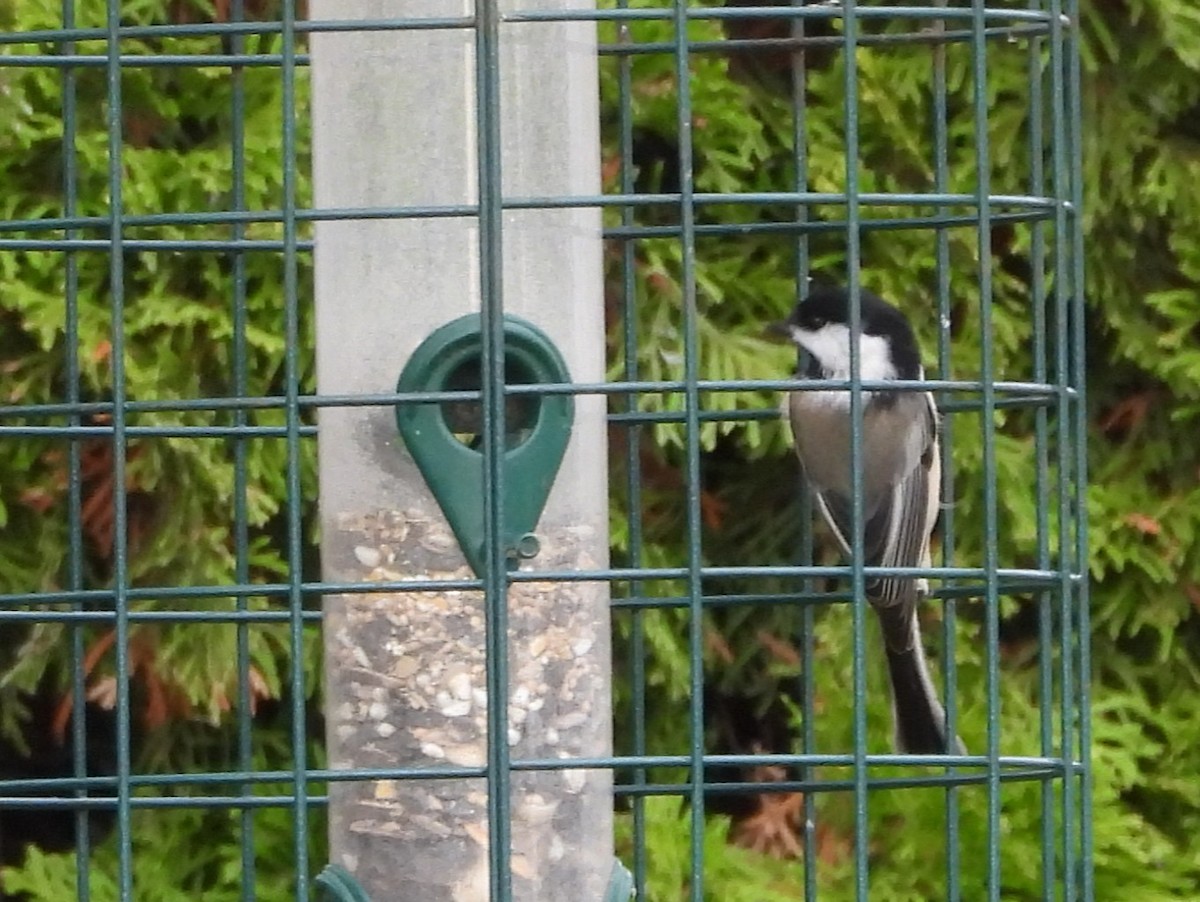 Black-capped Chickadee - ML272997081