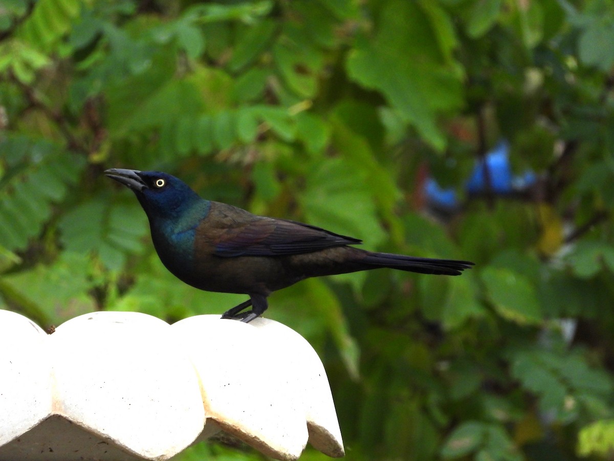 Common Grackle - ML272997161