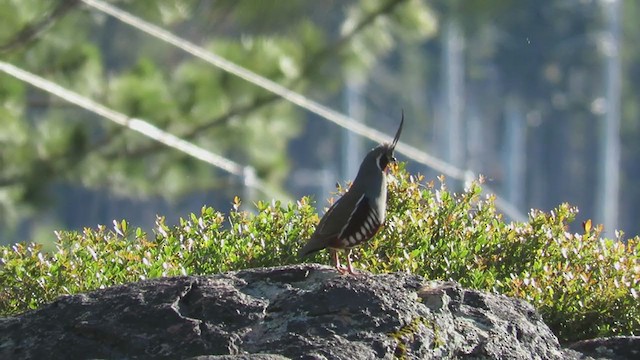 Mountain Quail - ML272997341