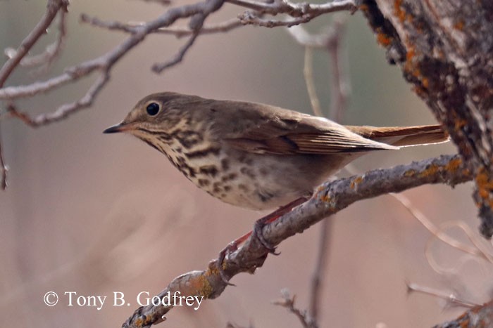 Hermit Thrush - ML272998091