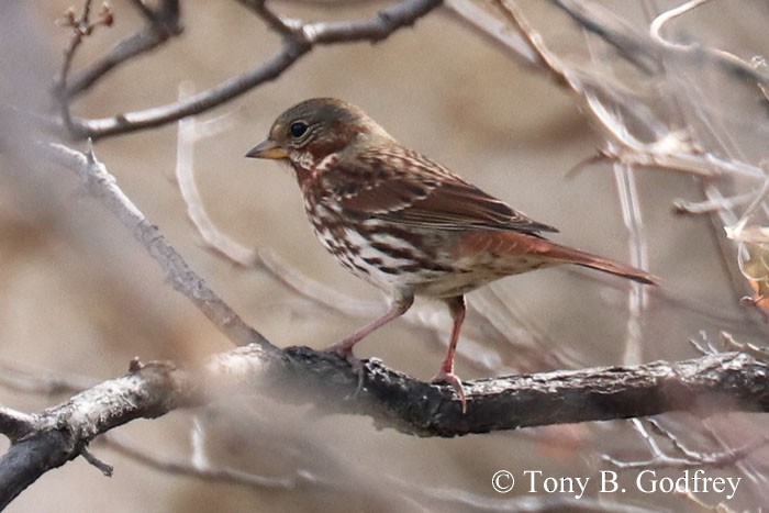 Fox Sparrow (Red) - ML272998191