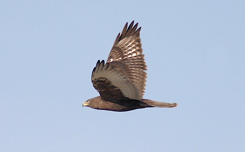 Ferruginous Hawk - Jerry Liguori