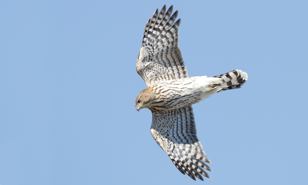 Cooper's Hawk - ML27299901