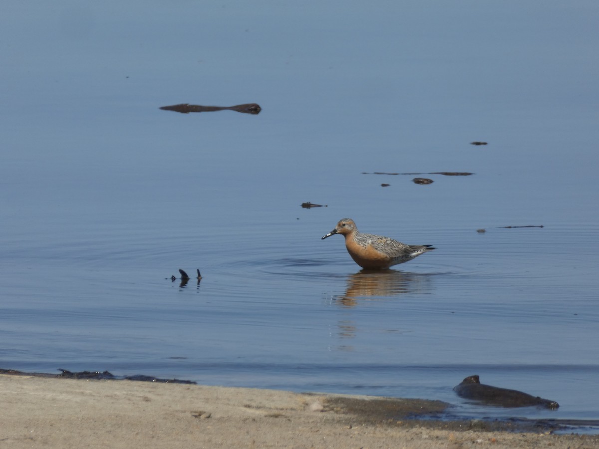 Red Knot - ML272999581