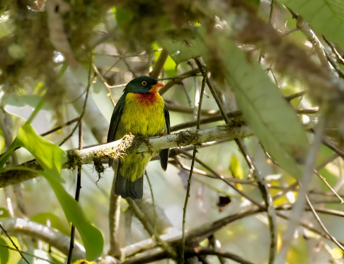 Scarlet-breasted Fruiteater - ML272999731