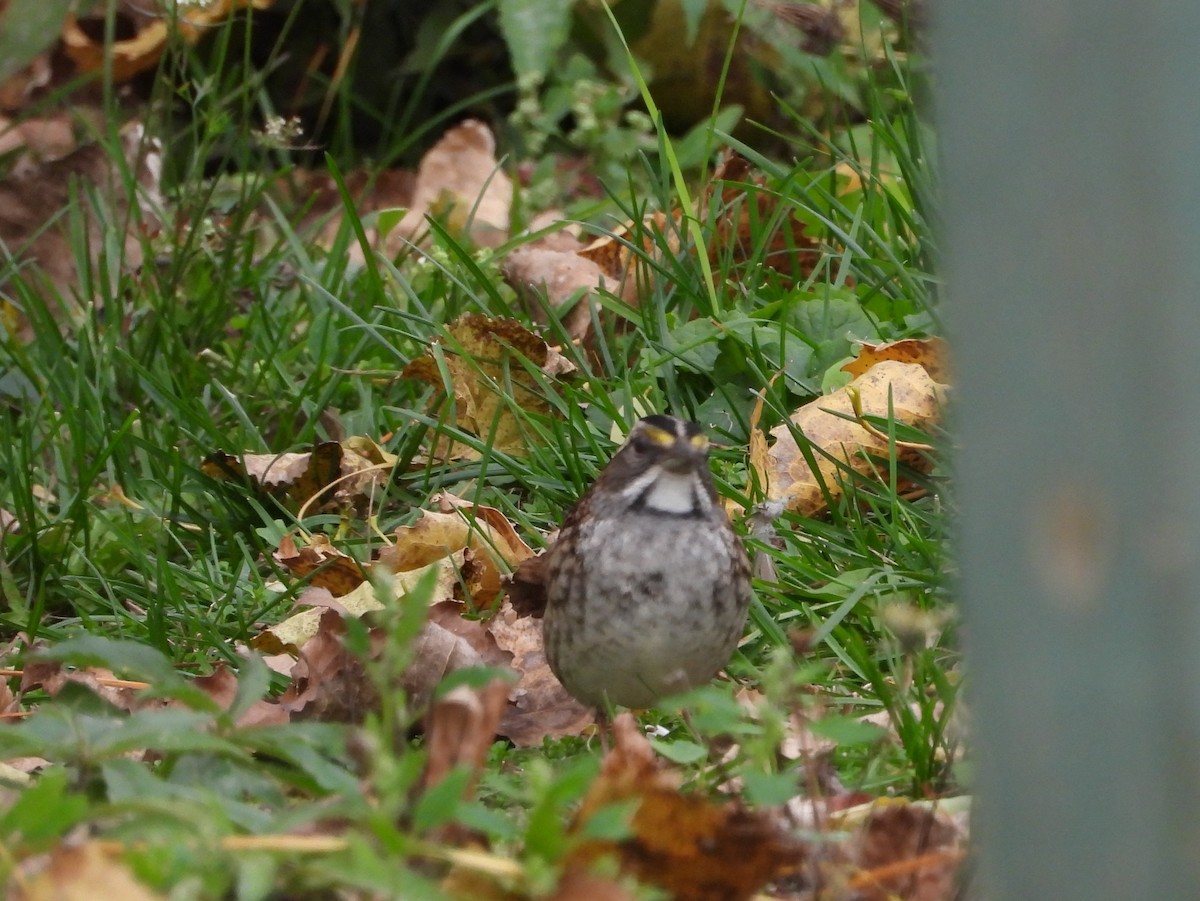 White-throated Sparrow - ML272999781