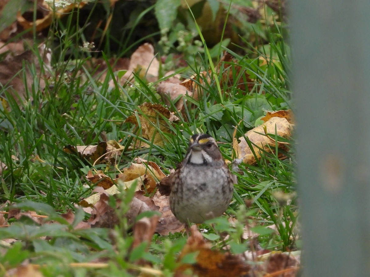 White-throated Sparrow - George Koppel