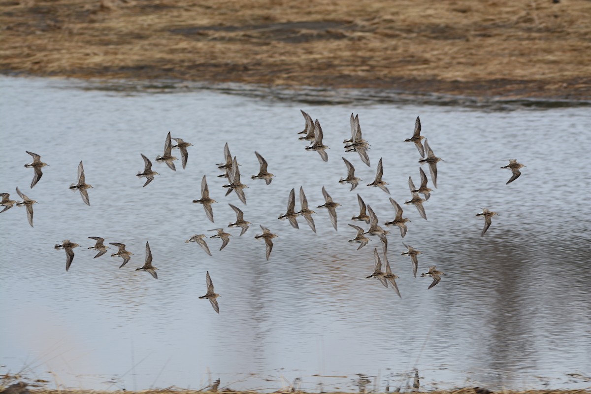 Pectoral Sandpiper - ML273000441
