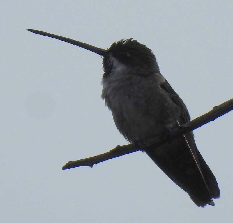 Long-billed Starthroat - ML273001441