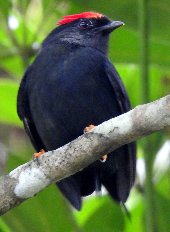 Lance-tailed Manakin - ML273001521