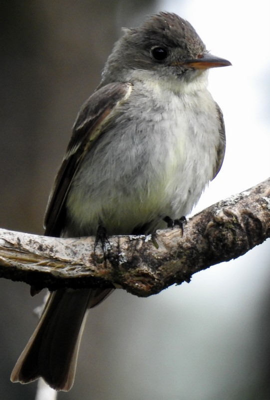 pewee sp. (Contopus sp.) - ML273001761