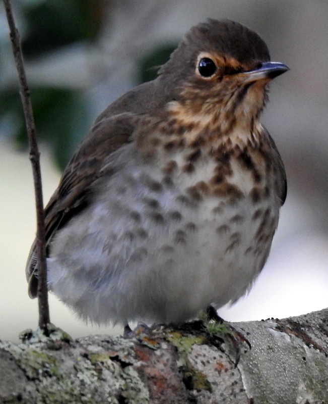 Swainson's Thrush - ML273002541