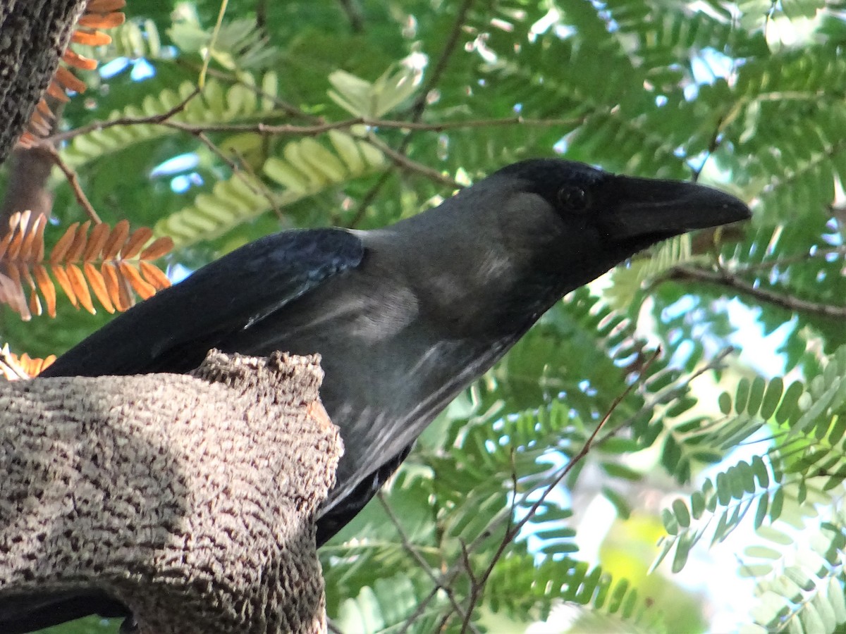 House Crow - ML273003201