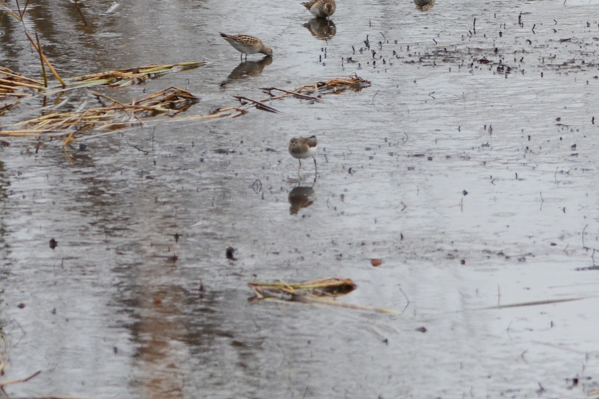 Solitary Sandpiper - ML273004151