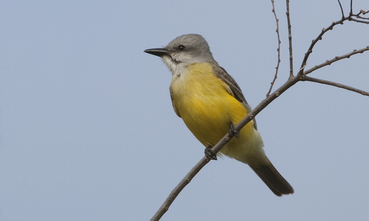 Couch's Kingbird - ML27300431