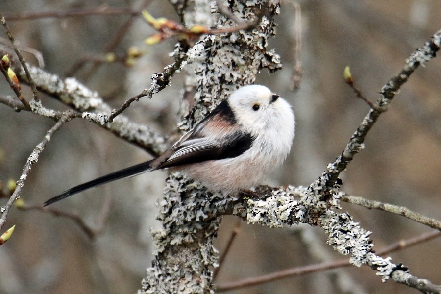 Long-tailed Tit - ML273005041