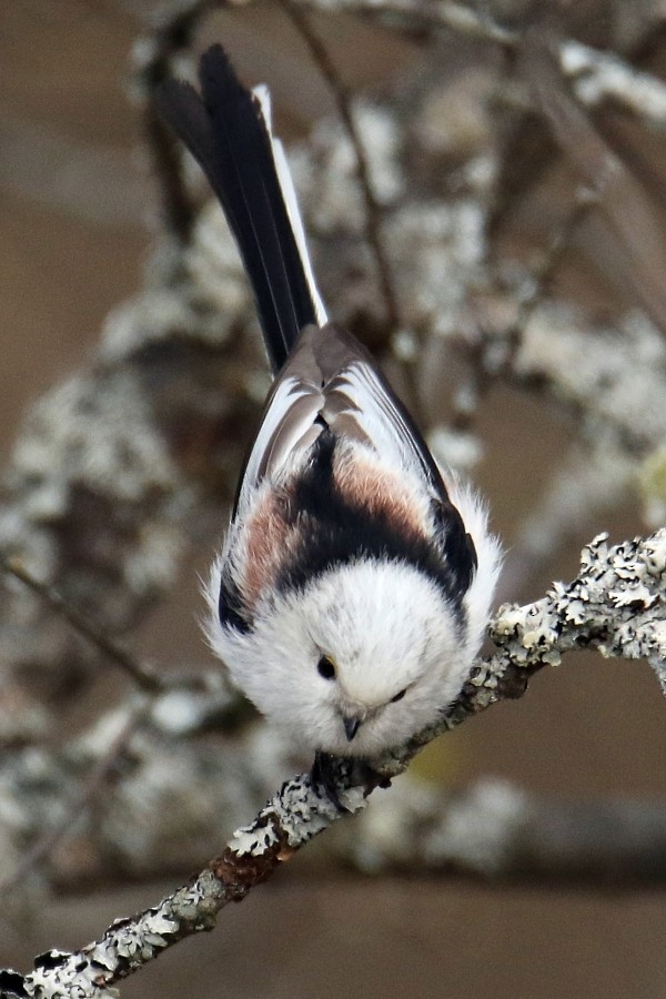 Long-tailed Tit - ML273005091