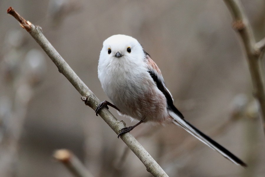 Long-tailed Tit - Pavel Parkhaev