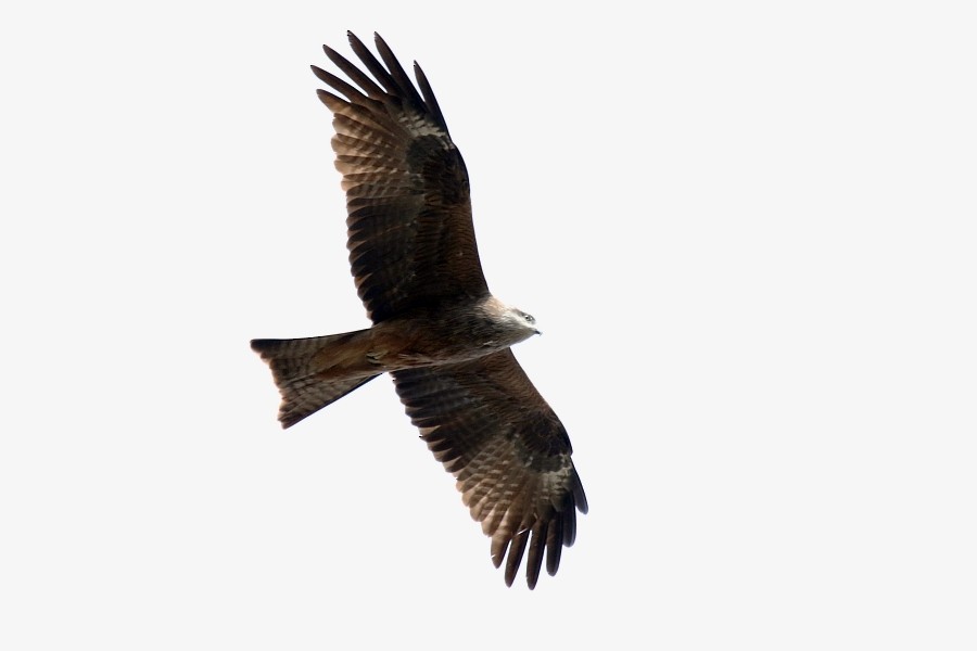 Black Kite - ML273006481