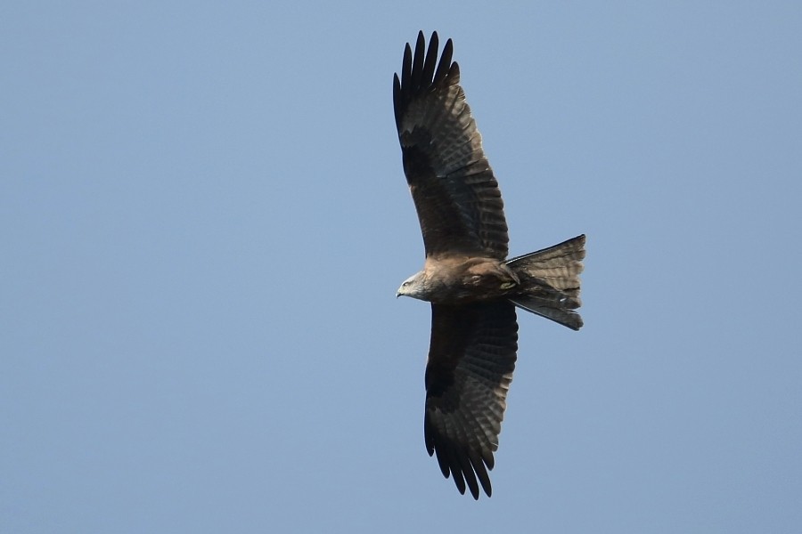 Black Kite - Pavel Parkhaev