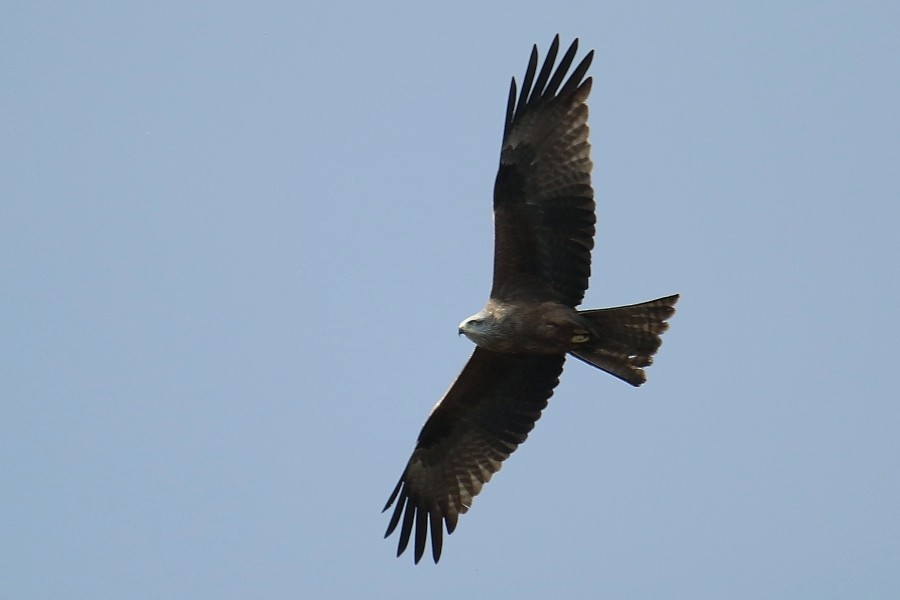 Black Kite - Pavel Parkhaev