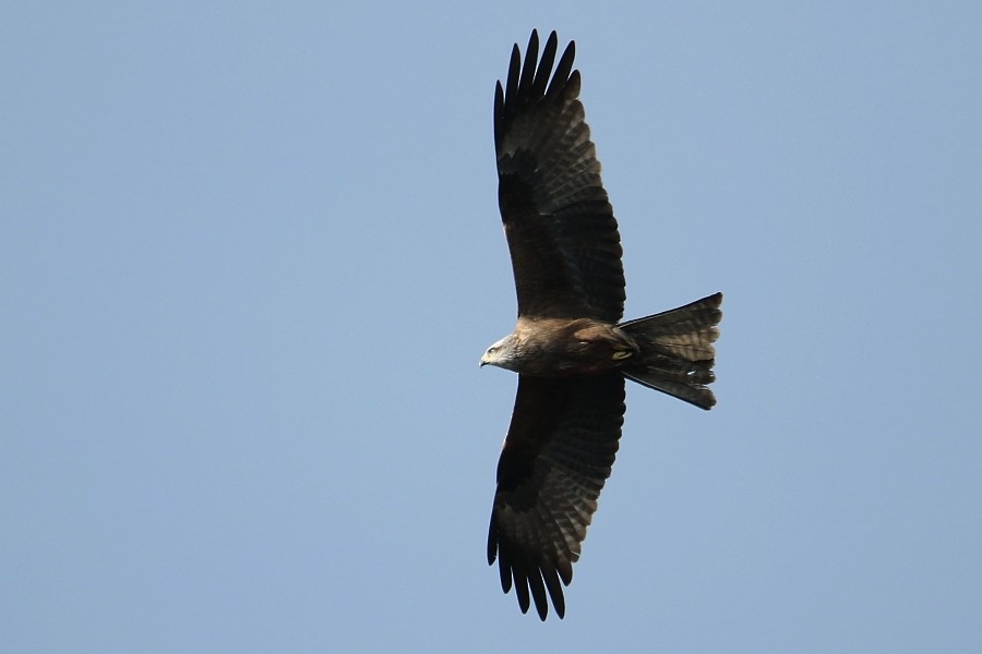 Black Kite - ML273006551