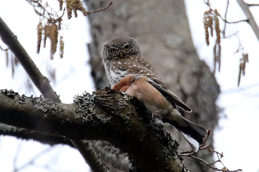 Eurasian Pygmy-Owl - Pavel Parkhaev