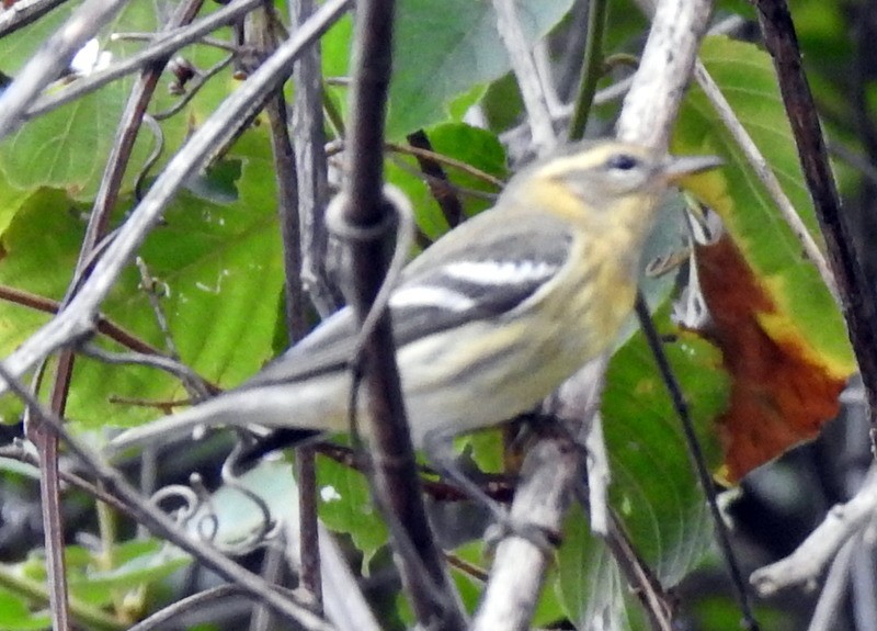 Blackburnian Warbler - ML273006811